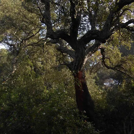 La Del Alcornoque Кордова