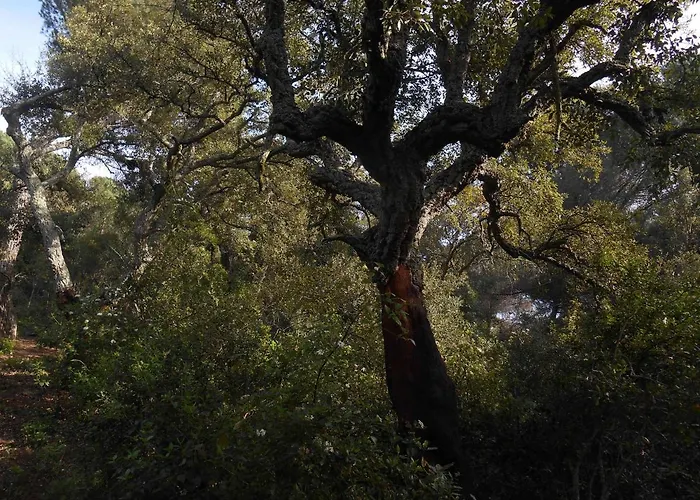 La Del Alcornoque Кордова